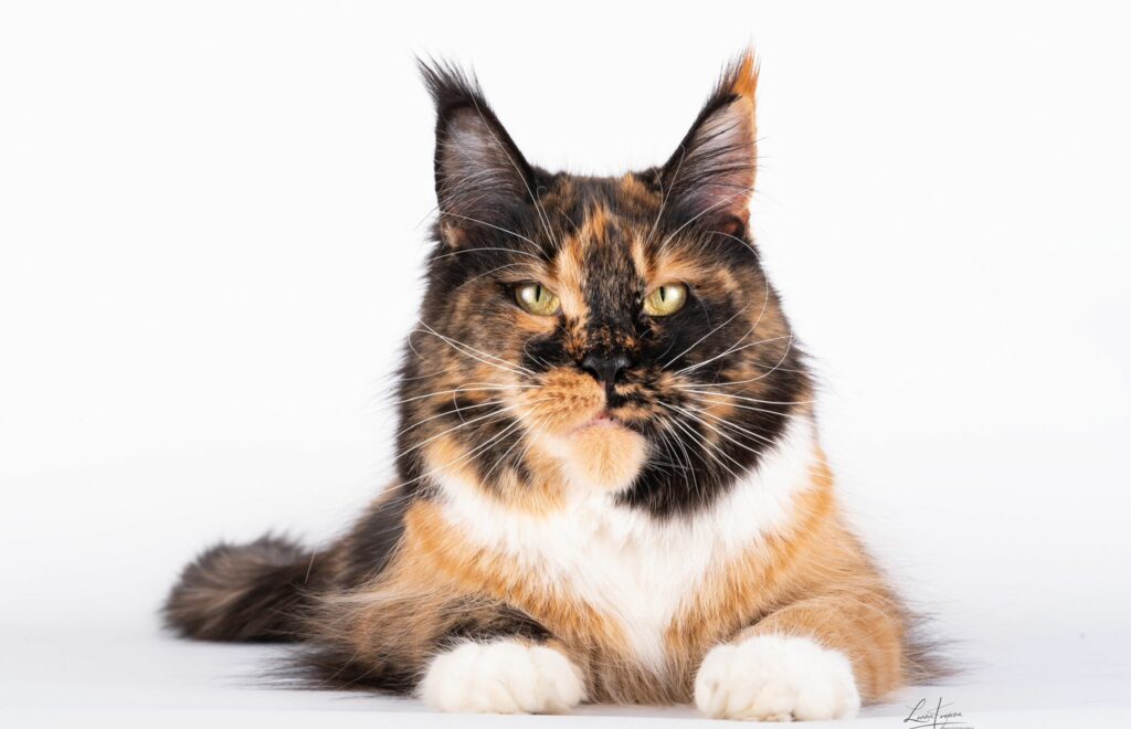 mamma cucciolata maine coon