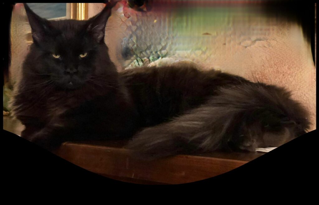 papà cucciolata maine coon